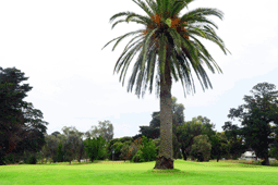Albert Park Golf Course