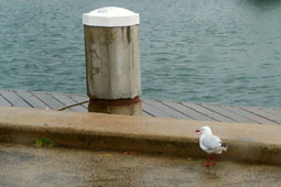 Albury Wodonga Yacht Club