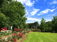 Alister Clark Rose Garden