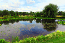 Blackburn Lake Sanctuary