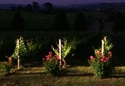 Blackjack Vineyards