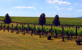 Curlewis Winery, Curlewis