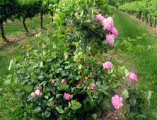 Halls Gap Estate - Fallen Giants Vineyard