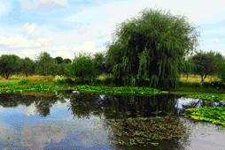 Royal Botanic Gardens Cranbourne, Cranbourne